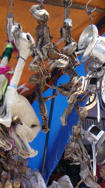 La Paz Steves (31).JPG